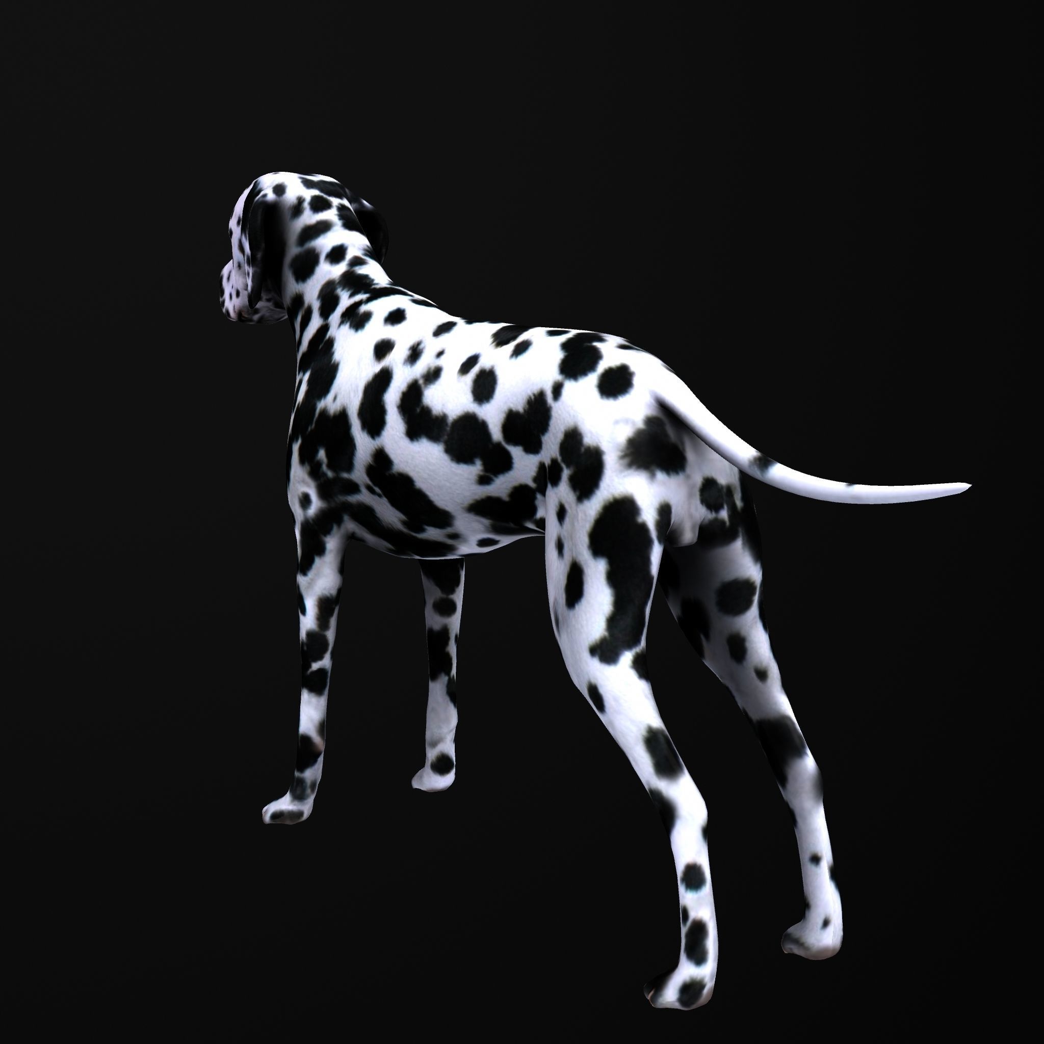Dog model dalmatian Low-poly 3D model_5