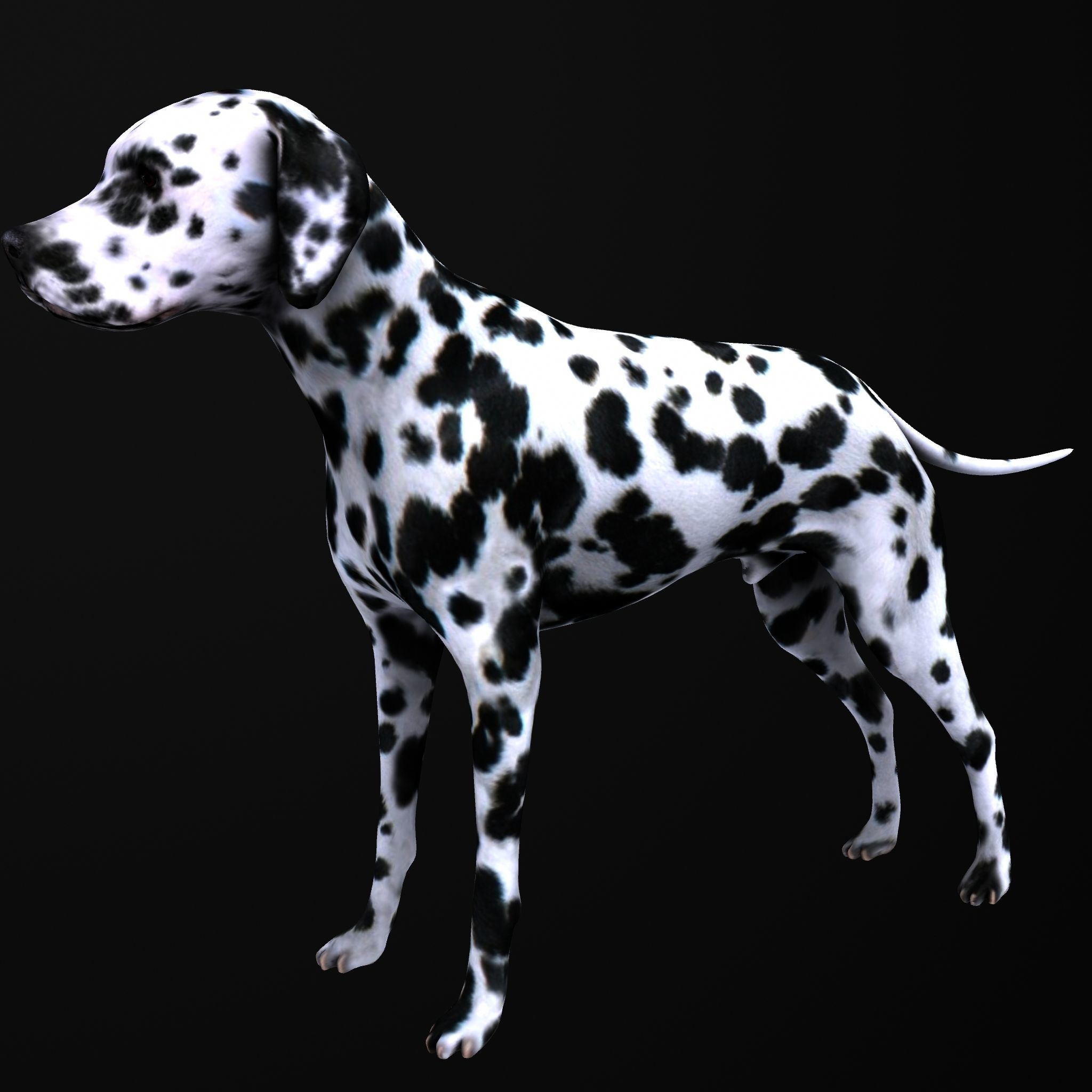 Dog model dalmatian Low-poly 3D model_2