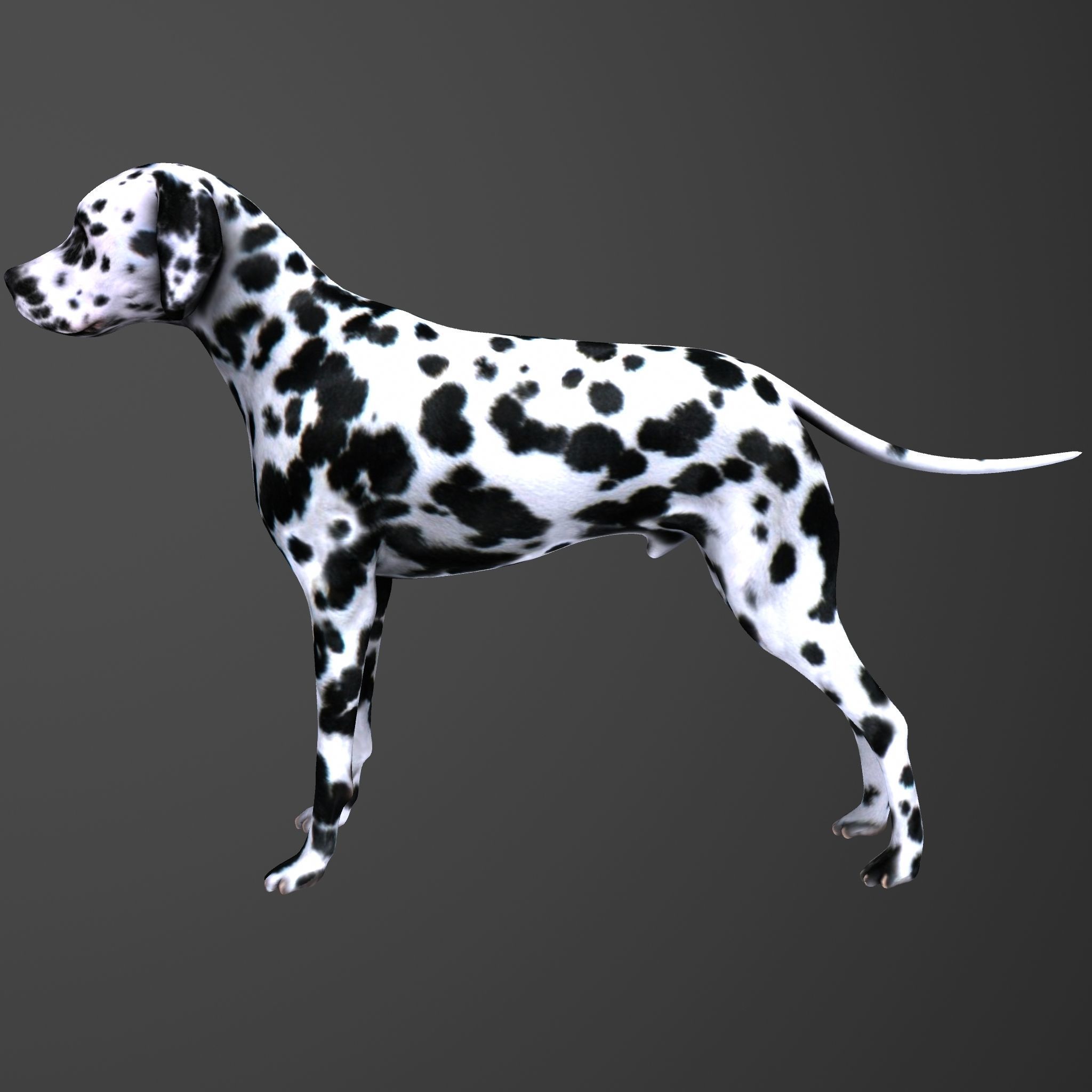 Dog model dalmatian Low-poly 3D model_3