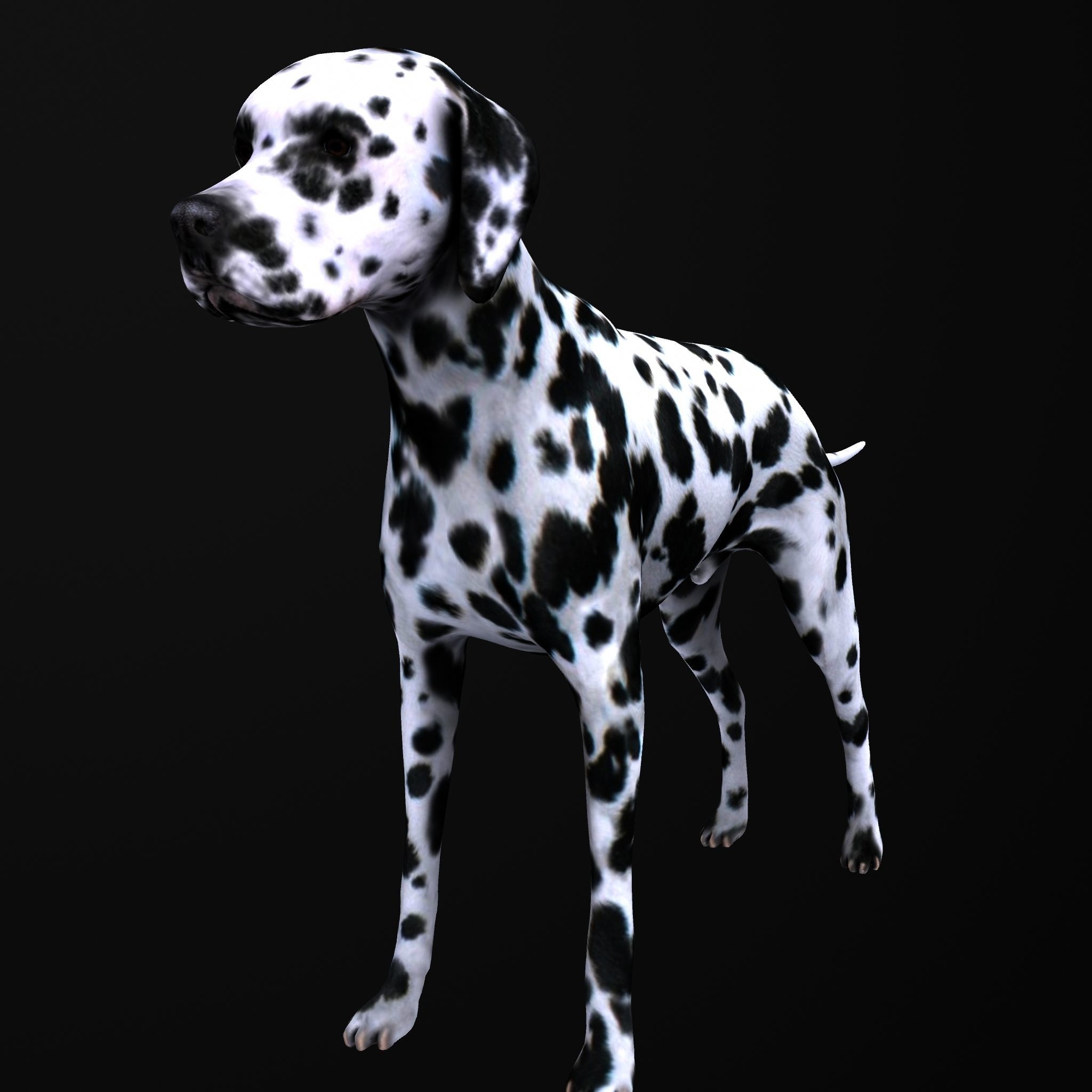 Dog model dalmatian Low-poly 3D model_1