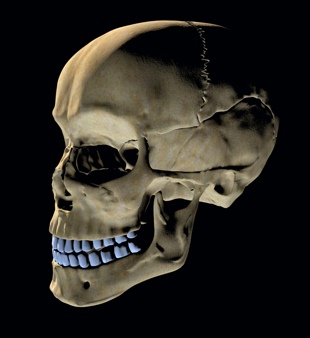 Human skull 3D Model .fbx - CGTrader.com