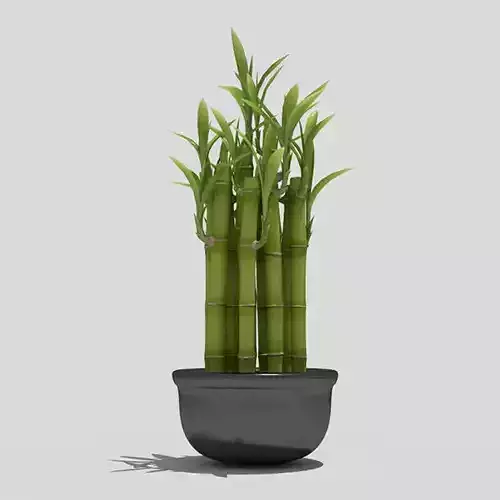 Bamboo potted plant
