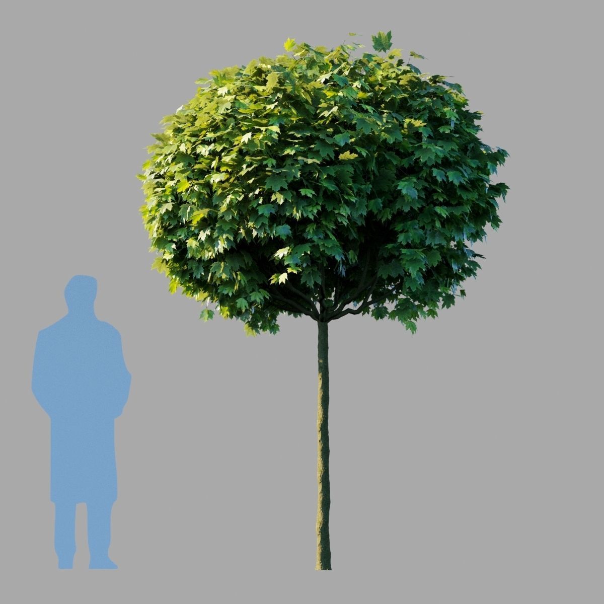 Acer platanoides Globosum 3D model_3