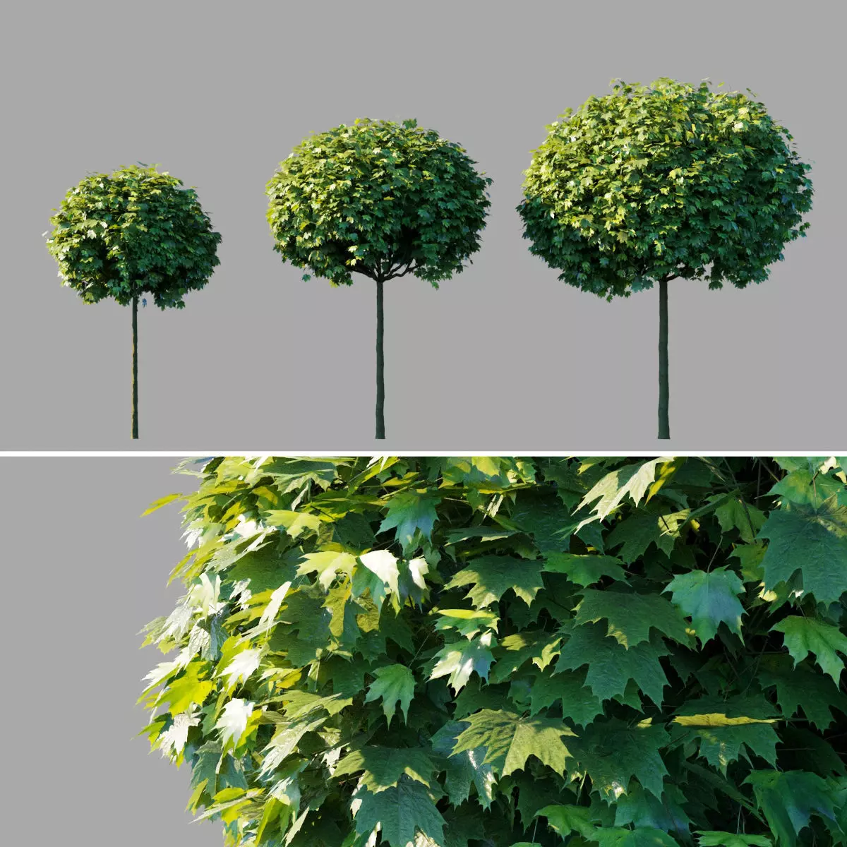 Acer platanoides Globosum 3D model_0