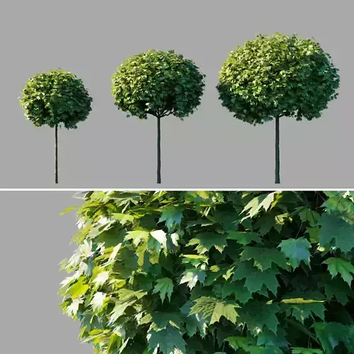 Acer platanoides Globosum 3D model