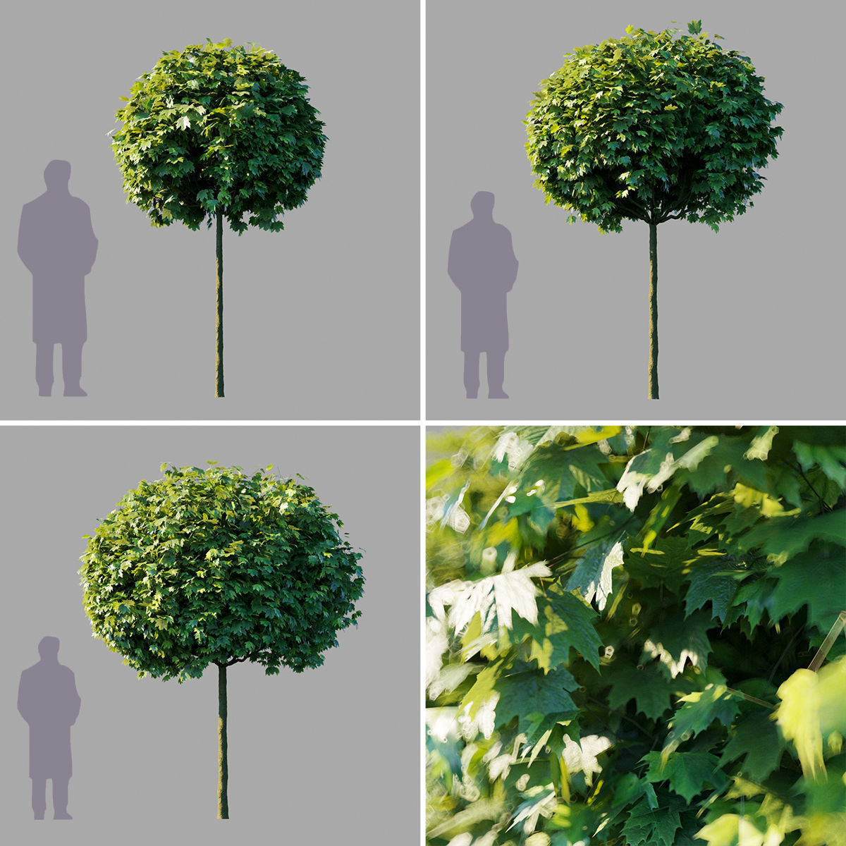 Acer platanoides Globosum 3D model_1