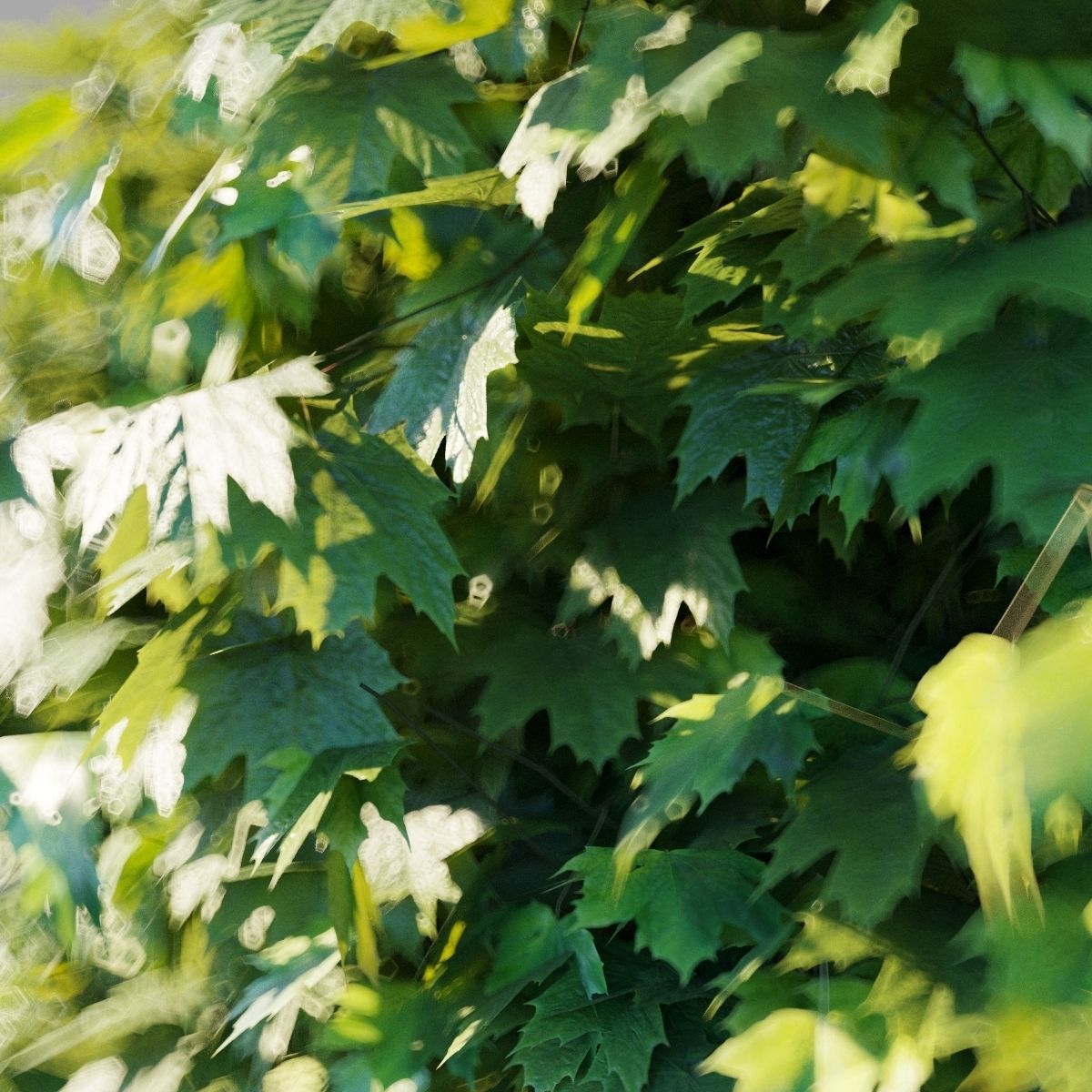 Acer platanoides Globosum 3D model_6