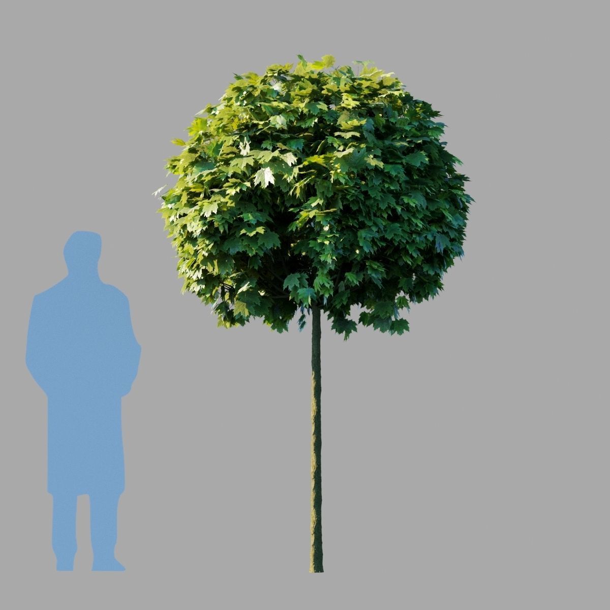 Acer platanoides Globosum 3D model_4