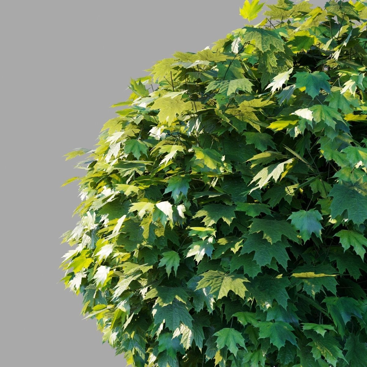 Acer platanoides Globosum 3D model_2