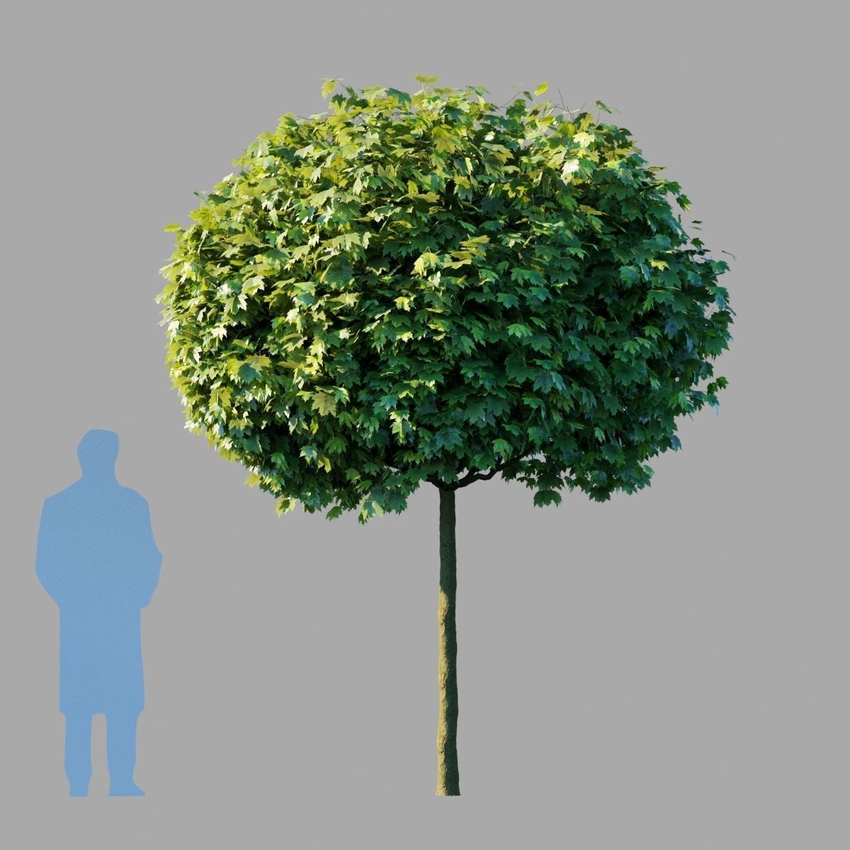 Acer platanoides Globosum 3D model_5