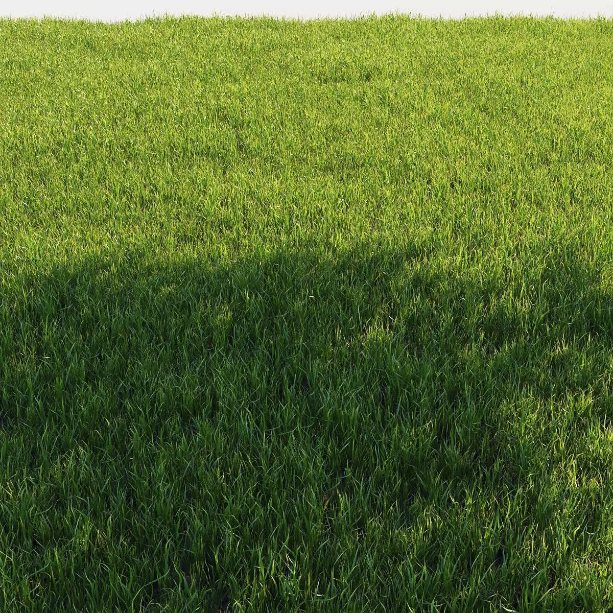 wild grass pack 650 3D model_0