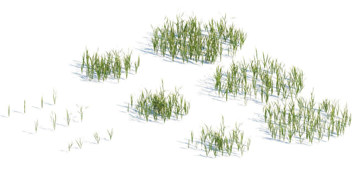 wild grass pack 650 3D model_3