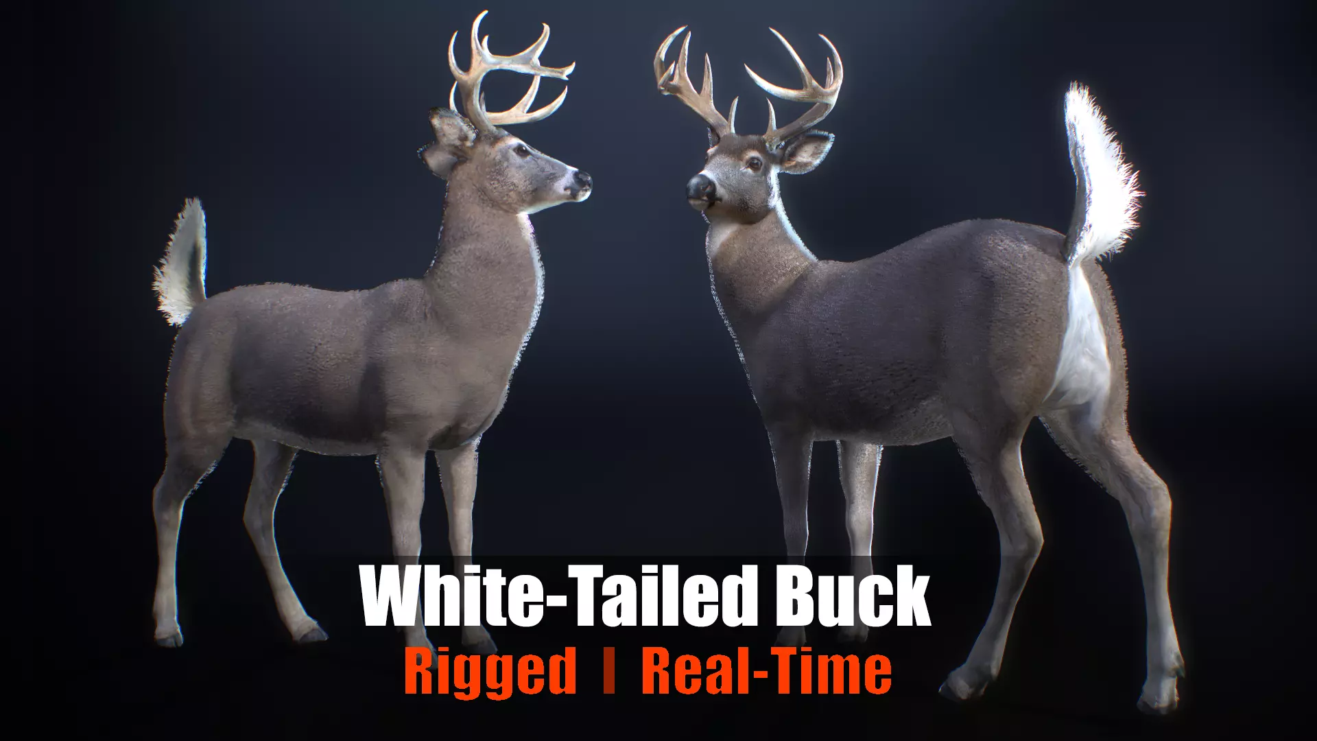 White tailed Buck Rig for Realtime Games and Cinematics Low-poly 3D model_0