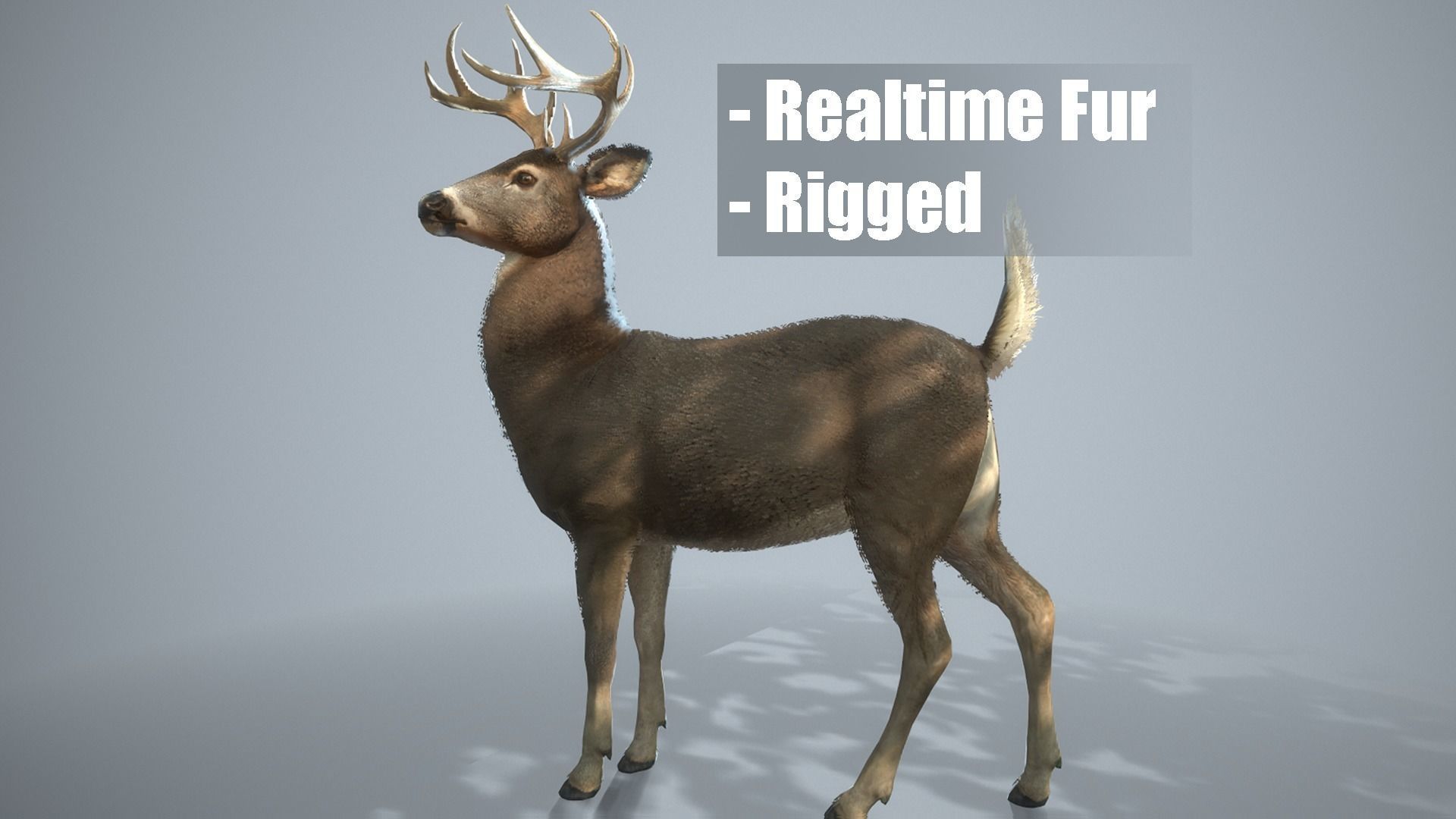 White tailed Buck Rig for Realtime Games and Cinematics Low-poly 3D model_9