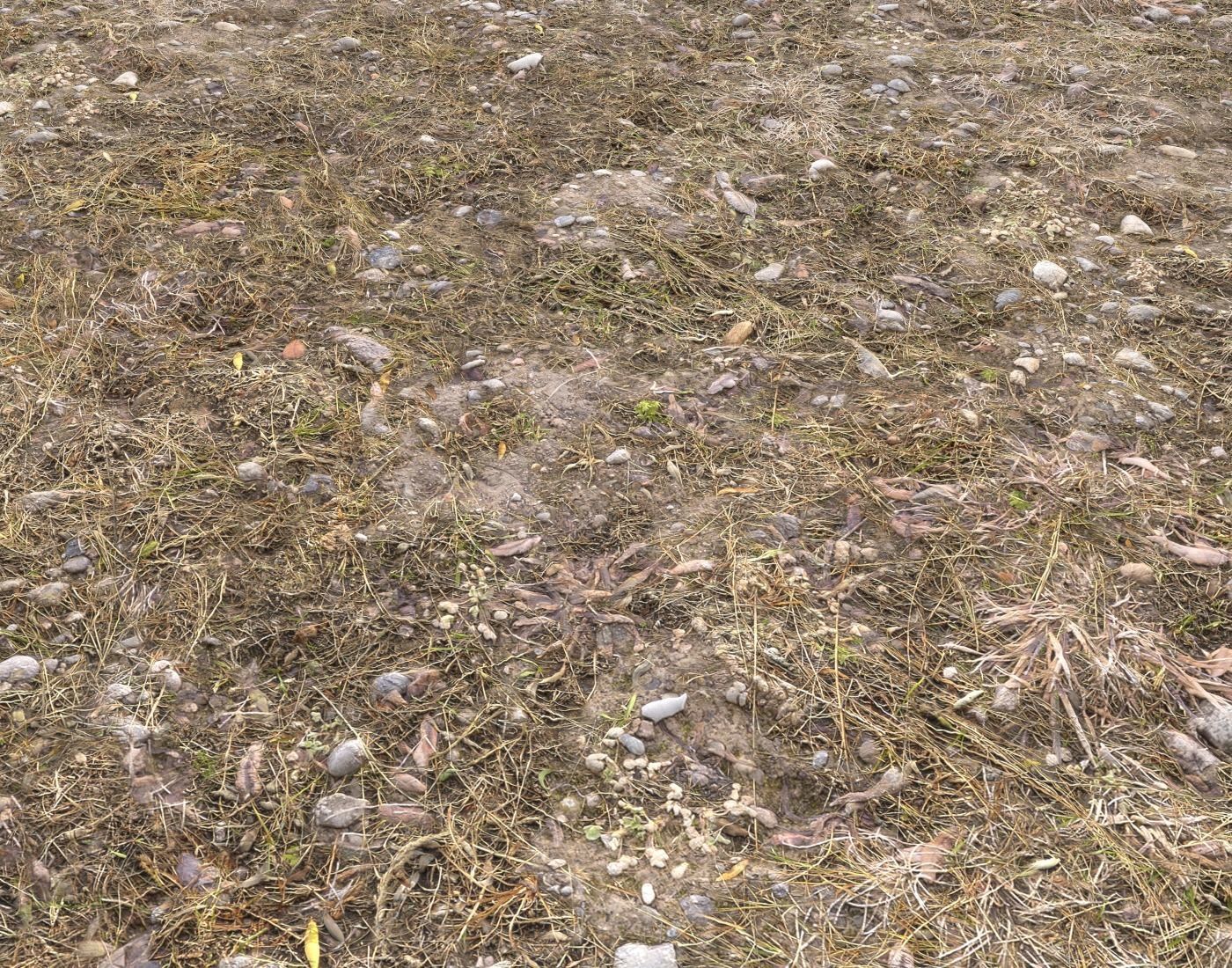 Ground terrain rough forest PBR pack 1 Texture_5