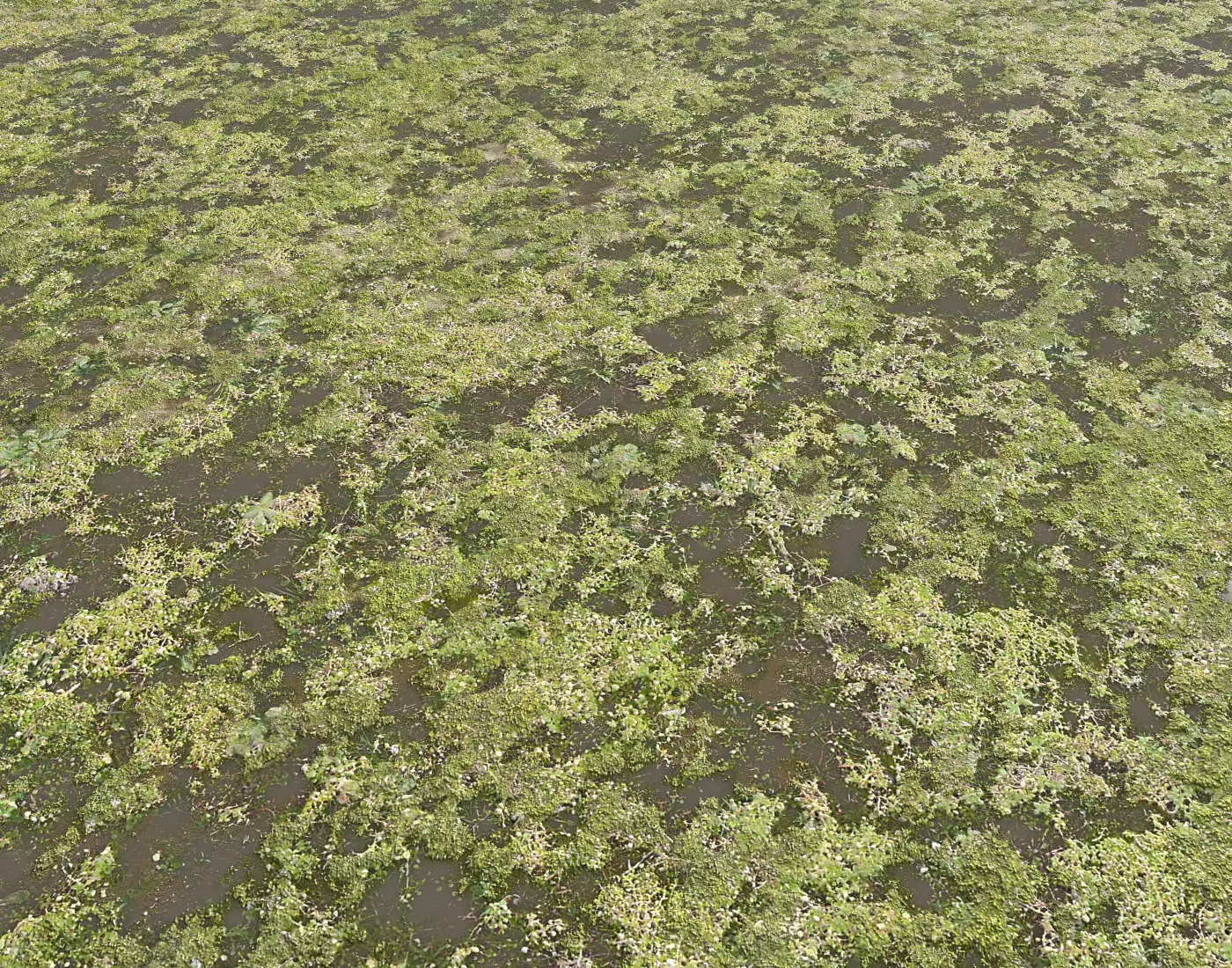 Ground terrain swamp PBR pack 1 Texture