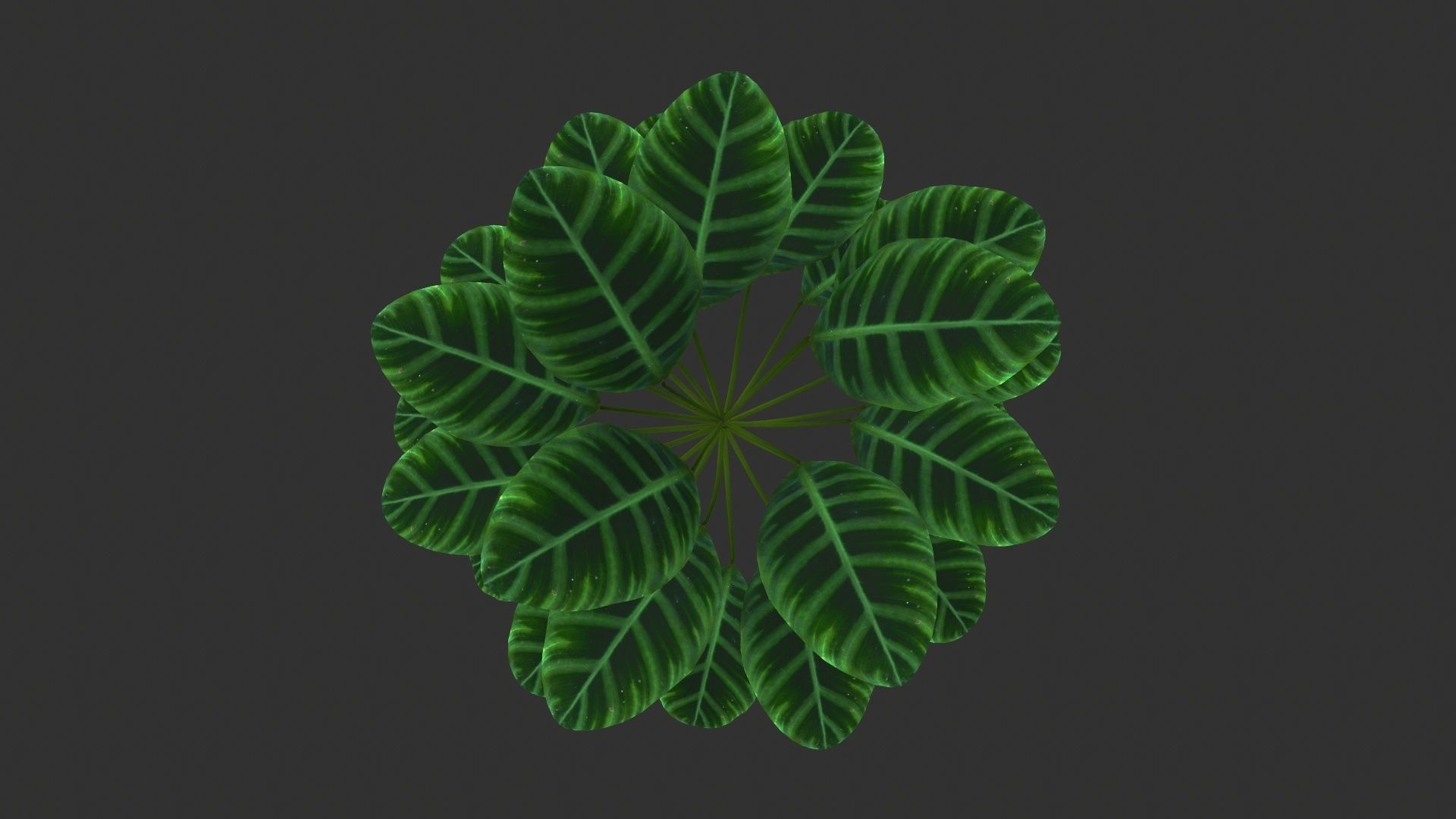 TREE-001 Plant 3D model_4