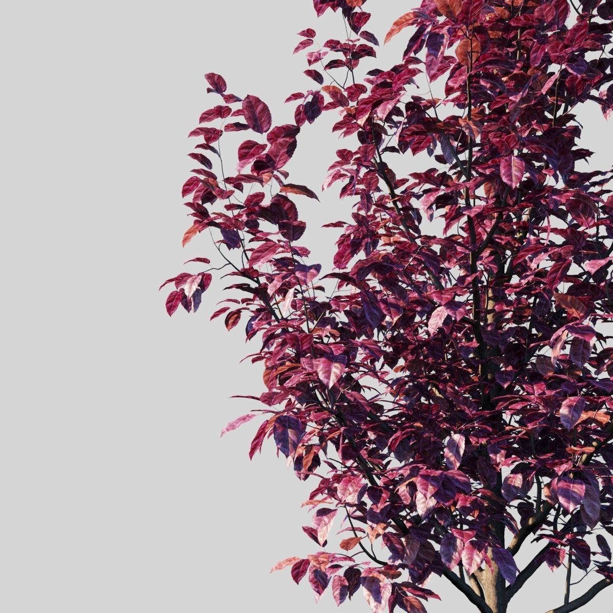 Prunus Cerasifera Pissardii 3D model_10
