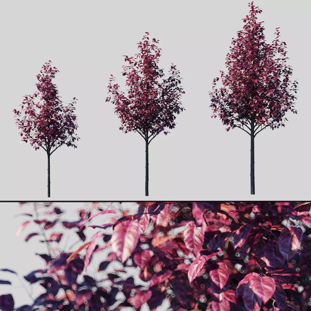 Prunus Cerasifera Pissardii 3D model_0