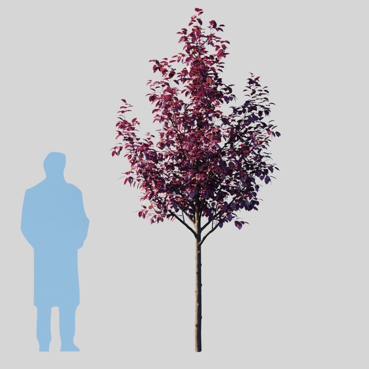 Prunus Cerasifera Pissardii 3D model_5