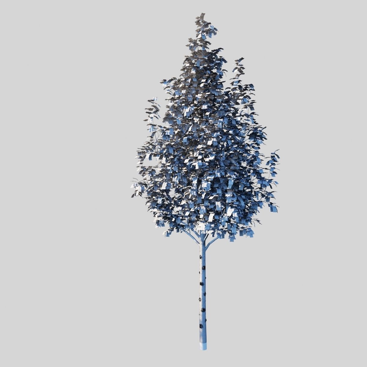 Prunus Cerasifera Pissardii 3D model_9