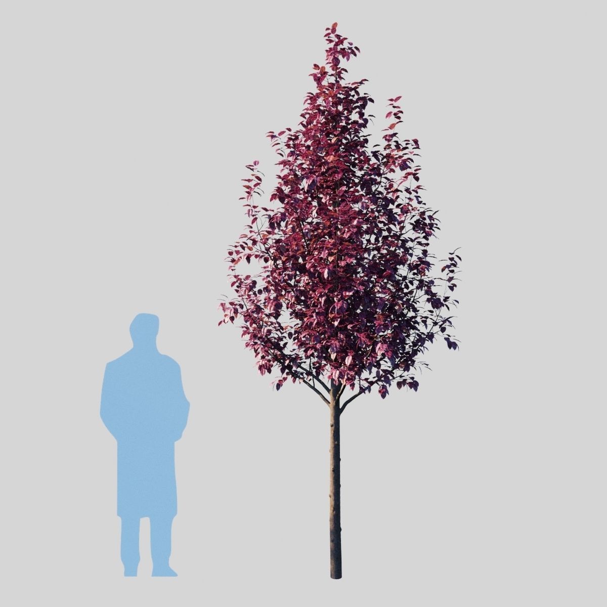 Prunus Cerasifera Pissardii 3D model_6
