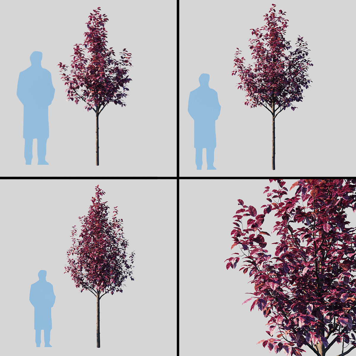 Prunus Cerasifera Pissardii 3D model_2