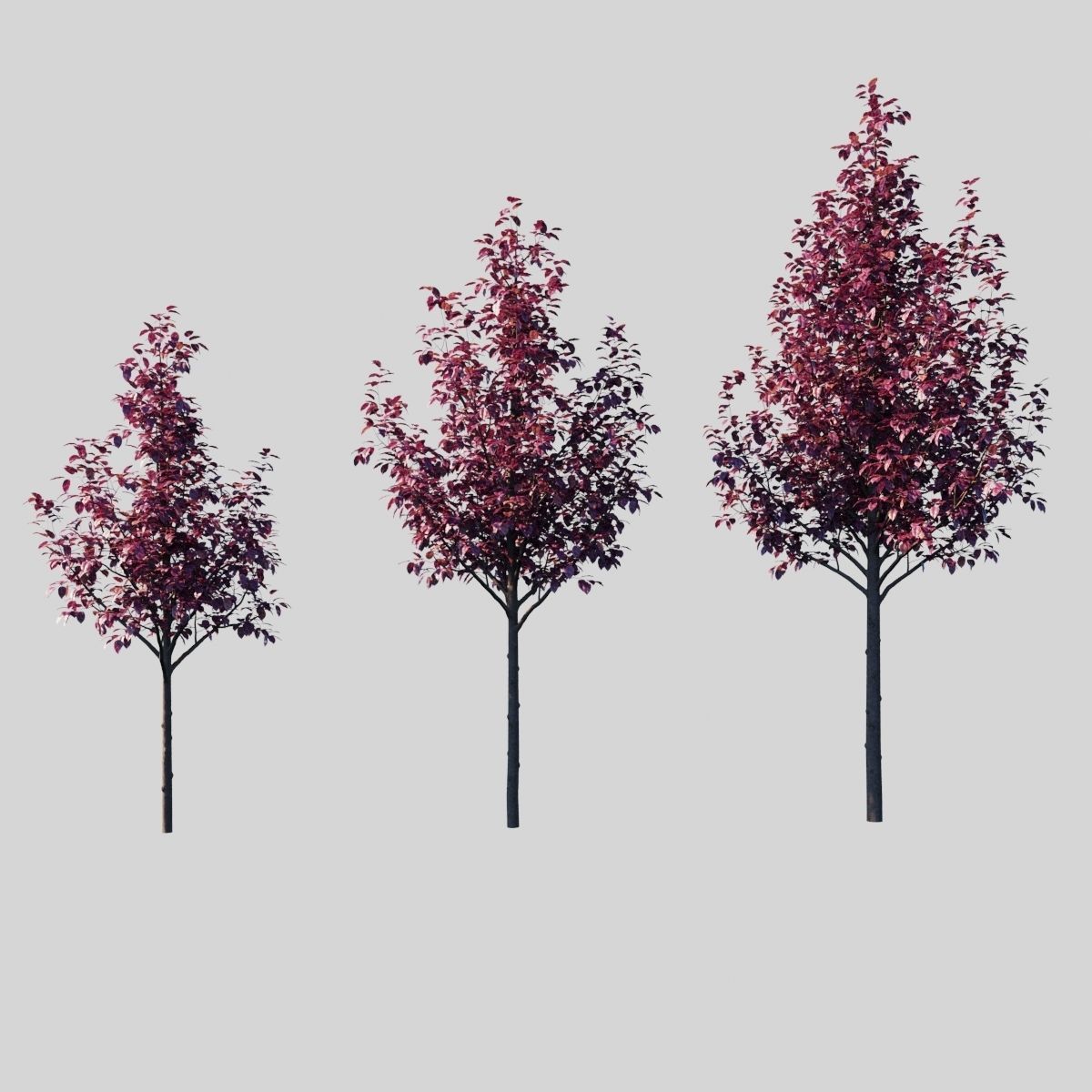 Prunus Cerasifera Pissardii 3D model_3