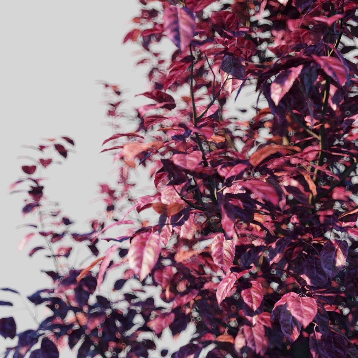 Prunus Cerasifera Pissardii 3D model_1