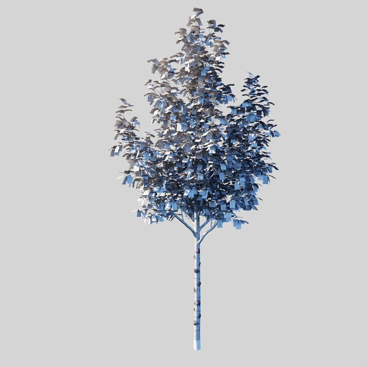 Prunus Cerasifera Pissardii 3D model_8