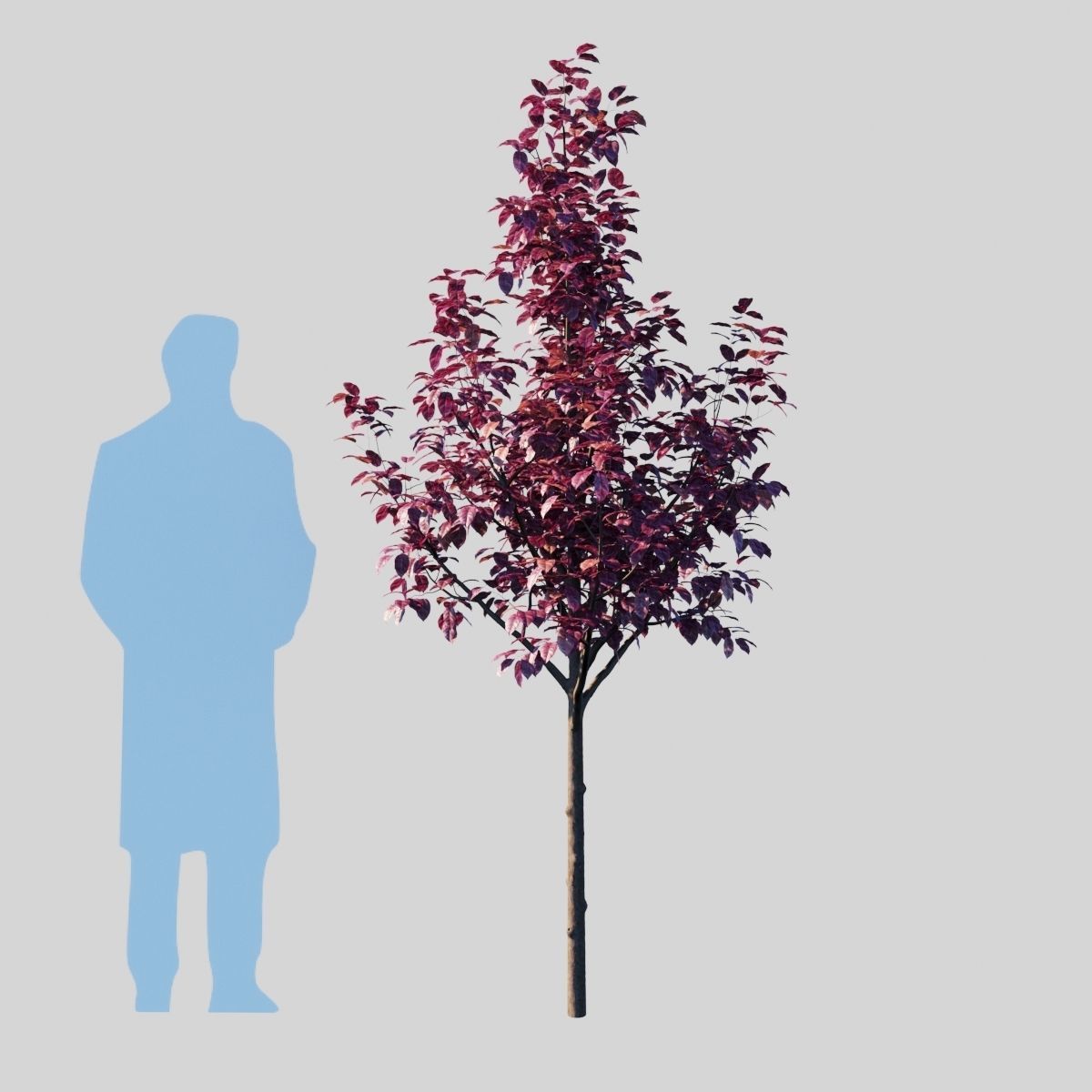Prunus Cerasifera Pissardii 3D model_4