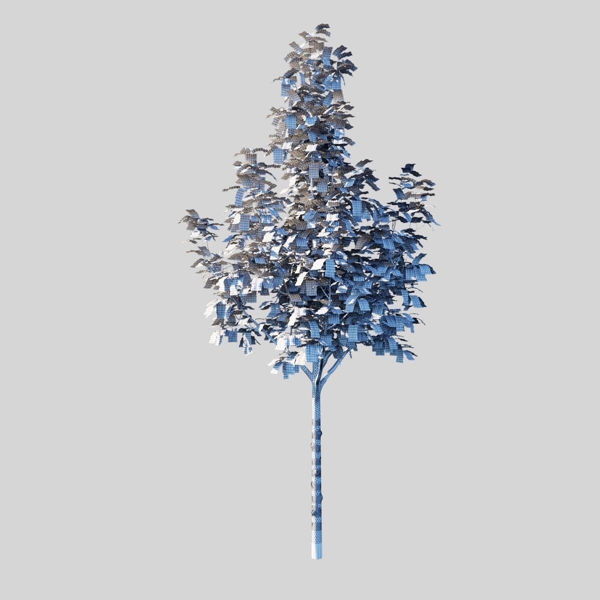 Prunus Cerasifera Pissardii 3D model_7