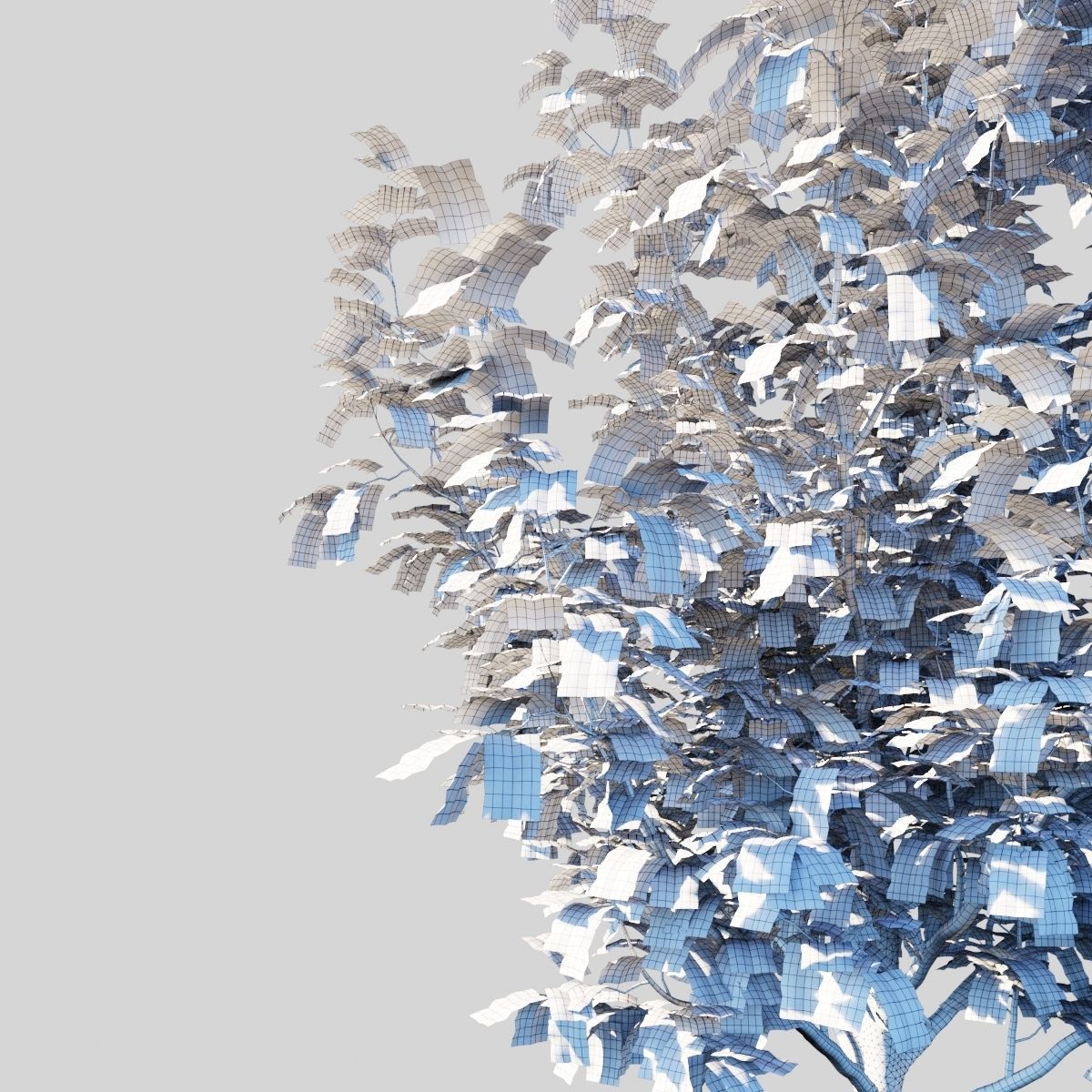 Prunus Cerasifera Pissardii 3D model_11