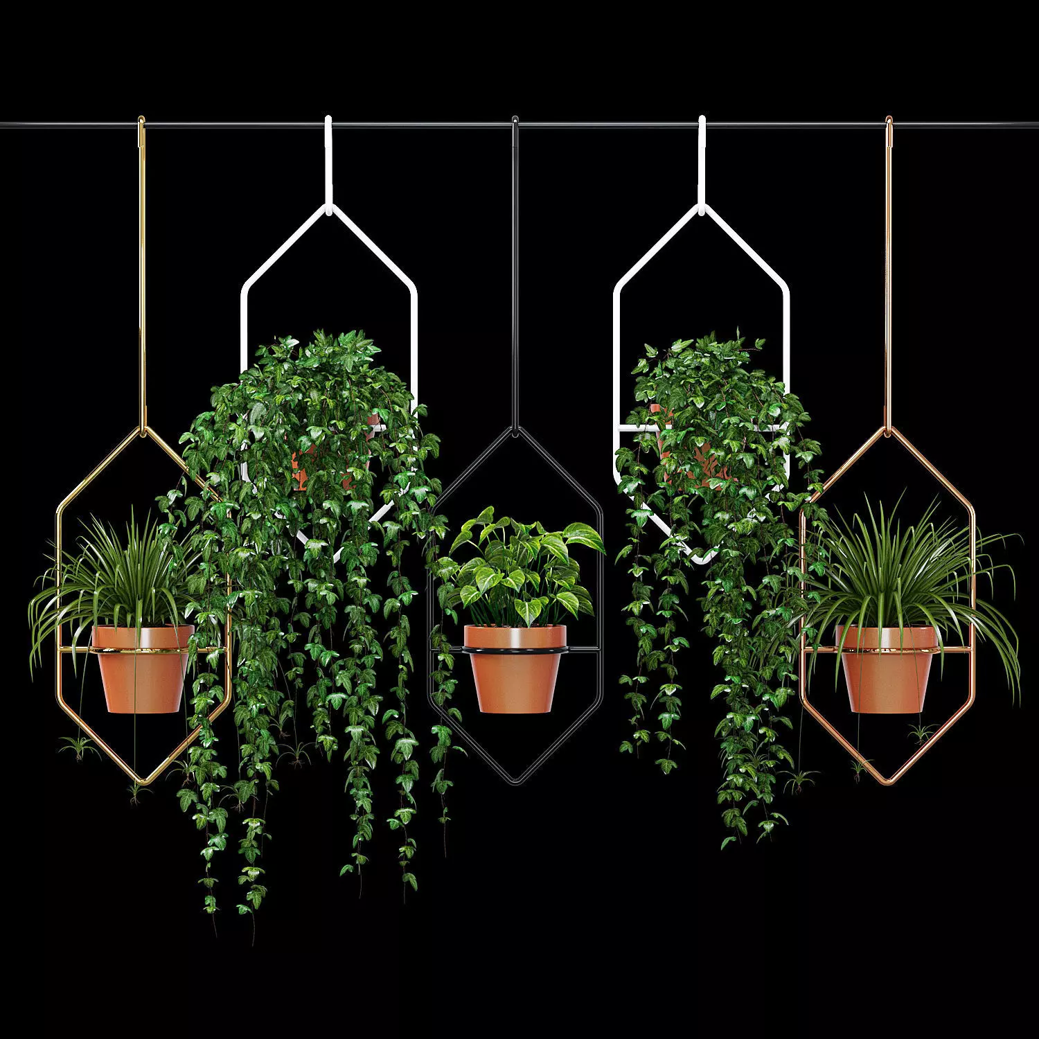 Ampelous plant 3D model_0