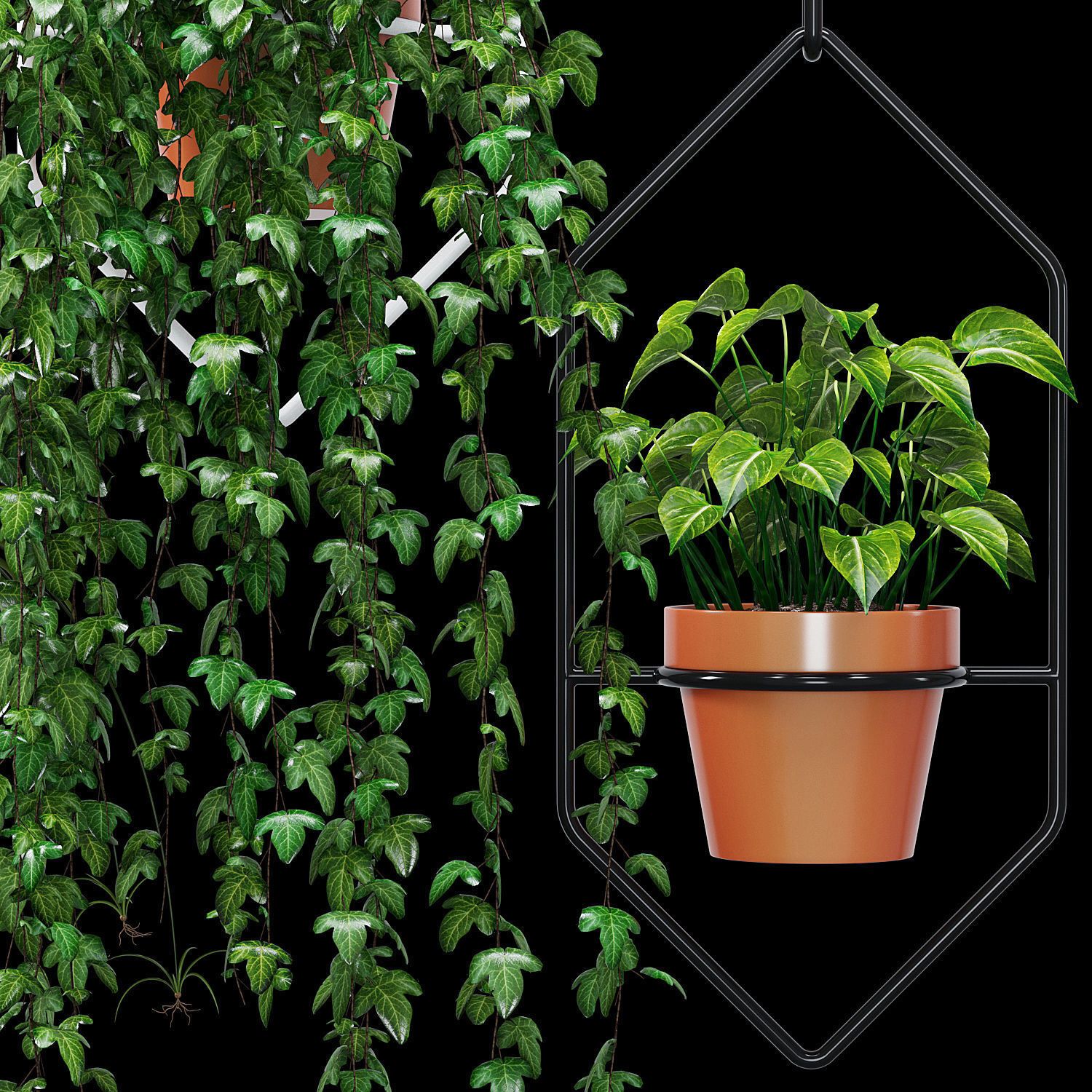 Ampelous plant 3D model_5