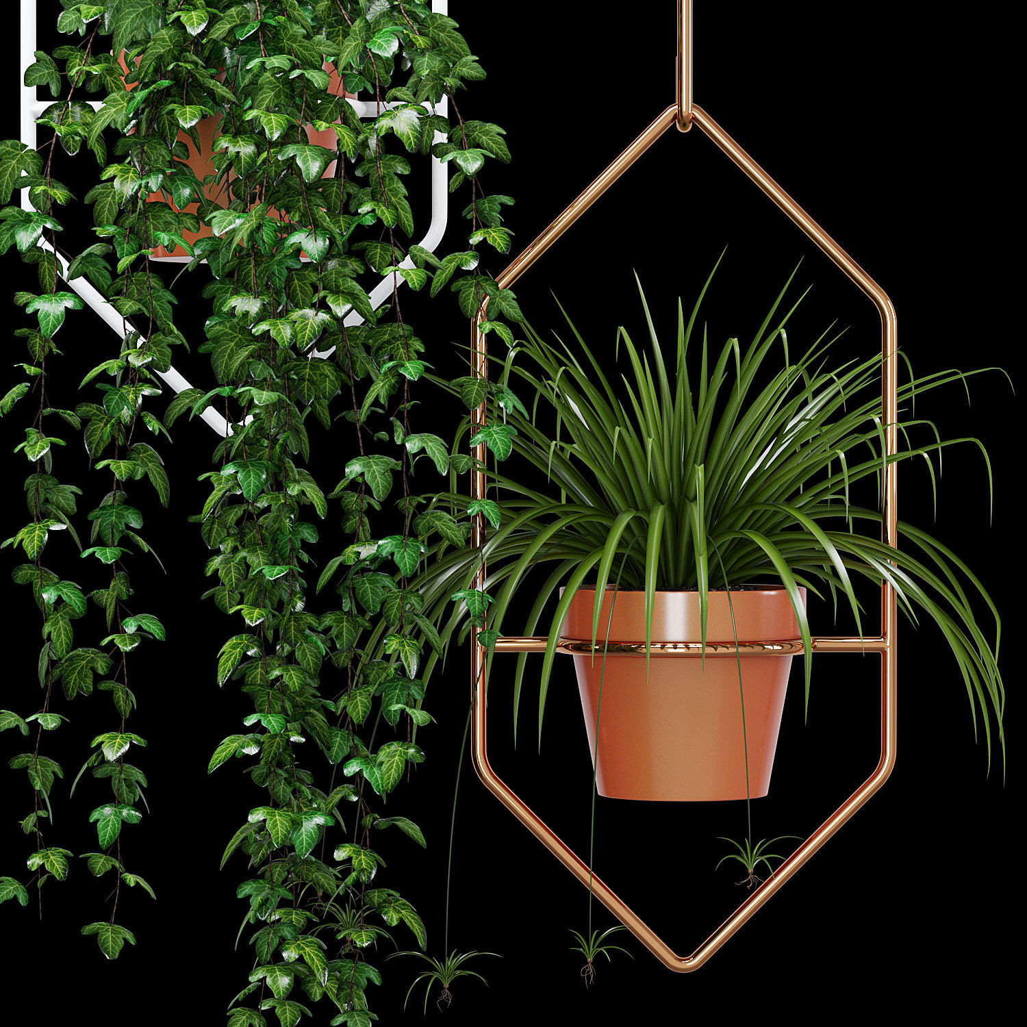 Ampelous plant 3D model_4