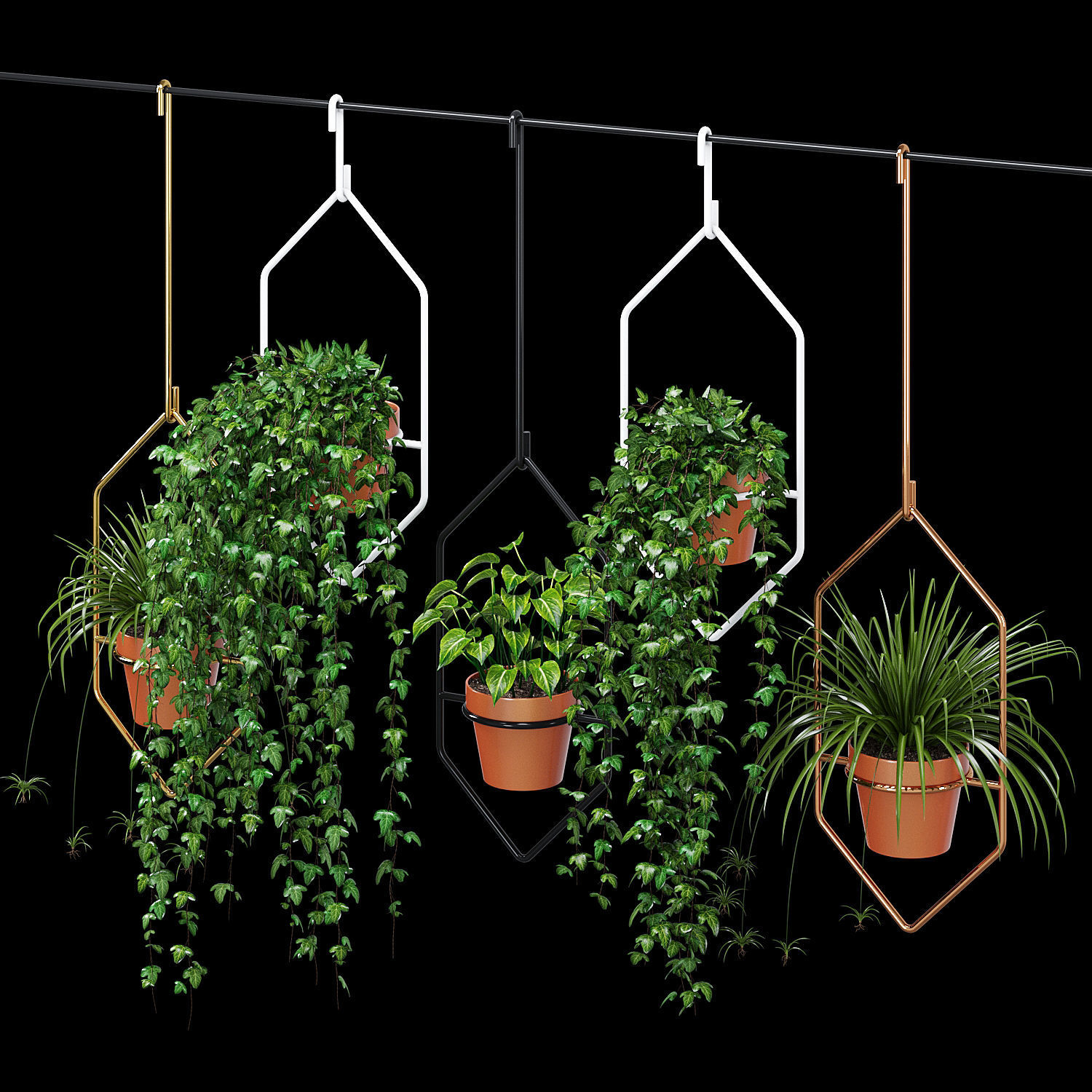 Ampelous plant 3D model_2