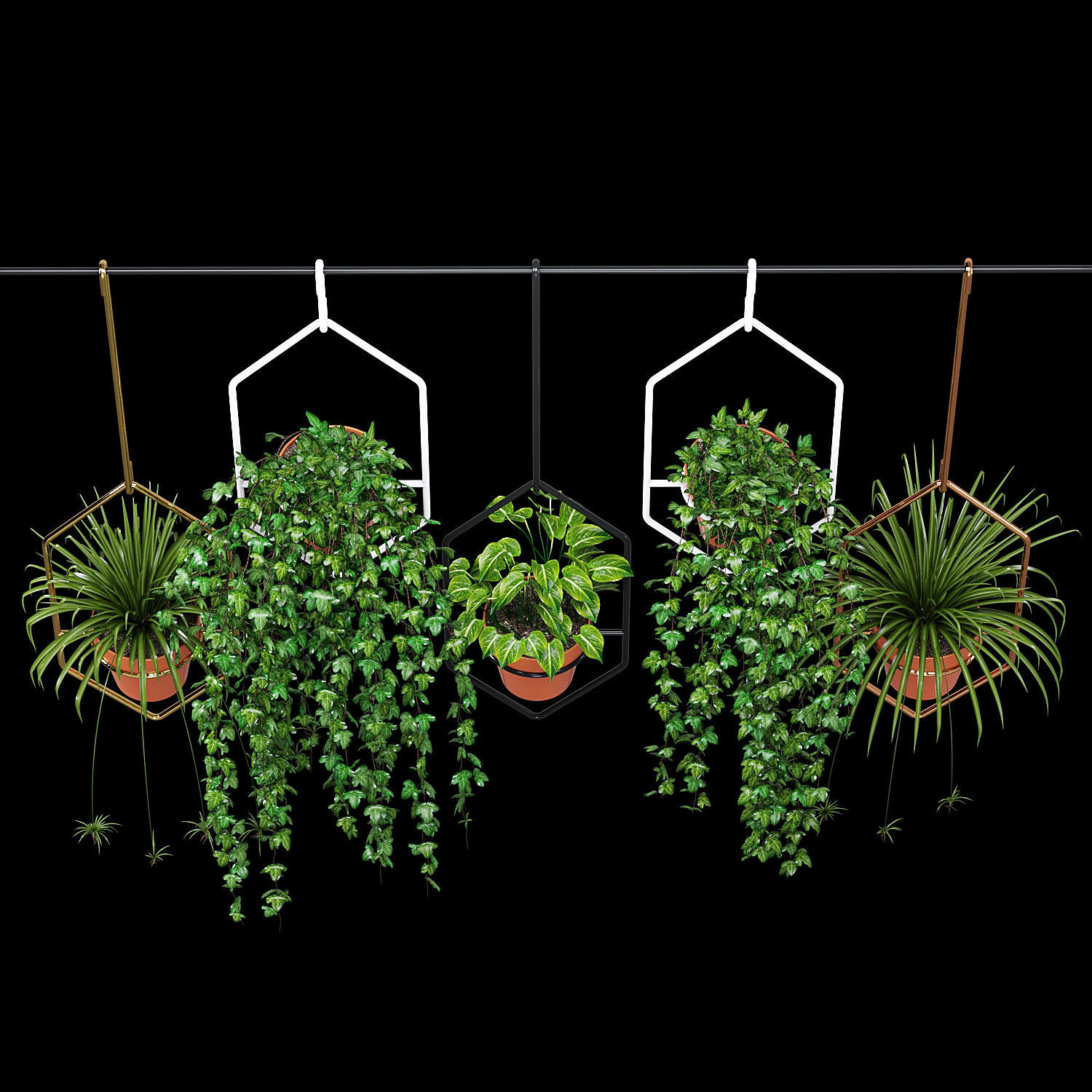 Ampelous plant 3D model_3