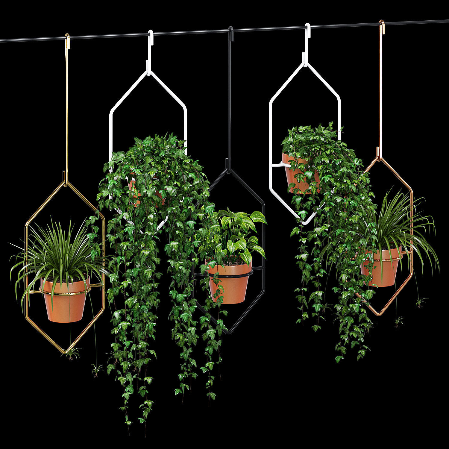 Ampelous plant 3D model_1