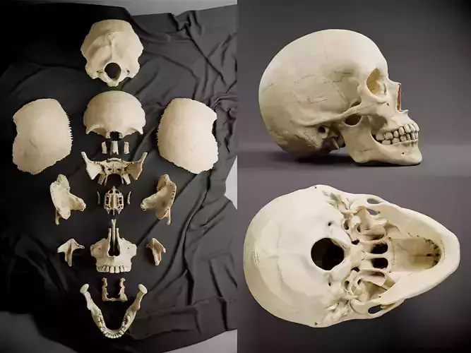 Human Skull Low-poly 3D model
