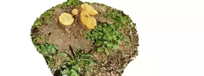 Forest small stump 3D scan