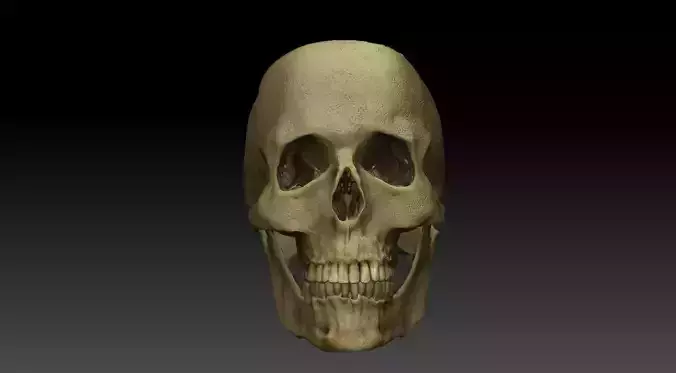 skull human