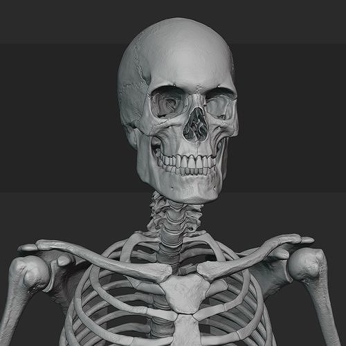 Male skeleton sculpt 3D model
