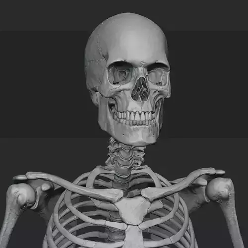 Male skeleton sculpt 3D model
