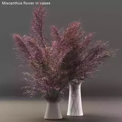 Miscanthus flower 3D model