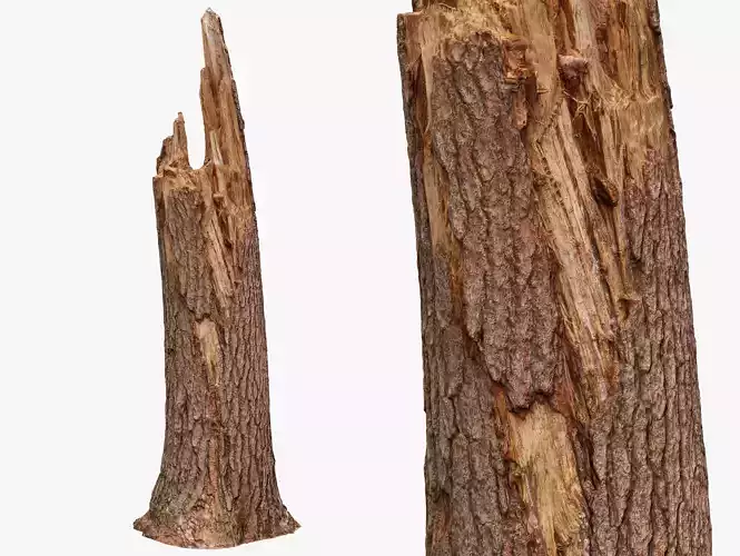 Broken Tree Trunk - 8K Scan Low-poly 3D model