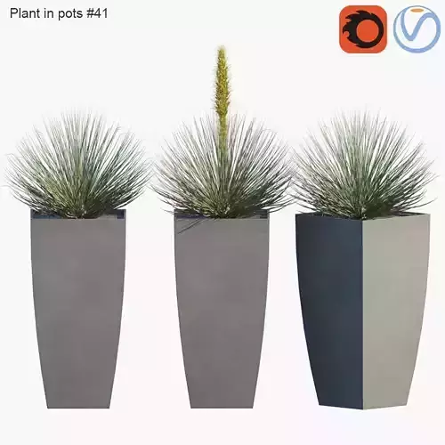 Plant in pots 41