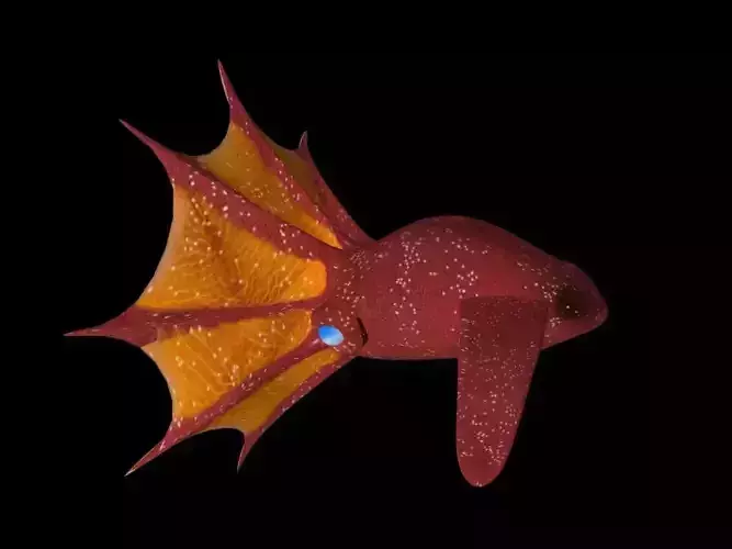 3d Vampire Squid Fish