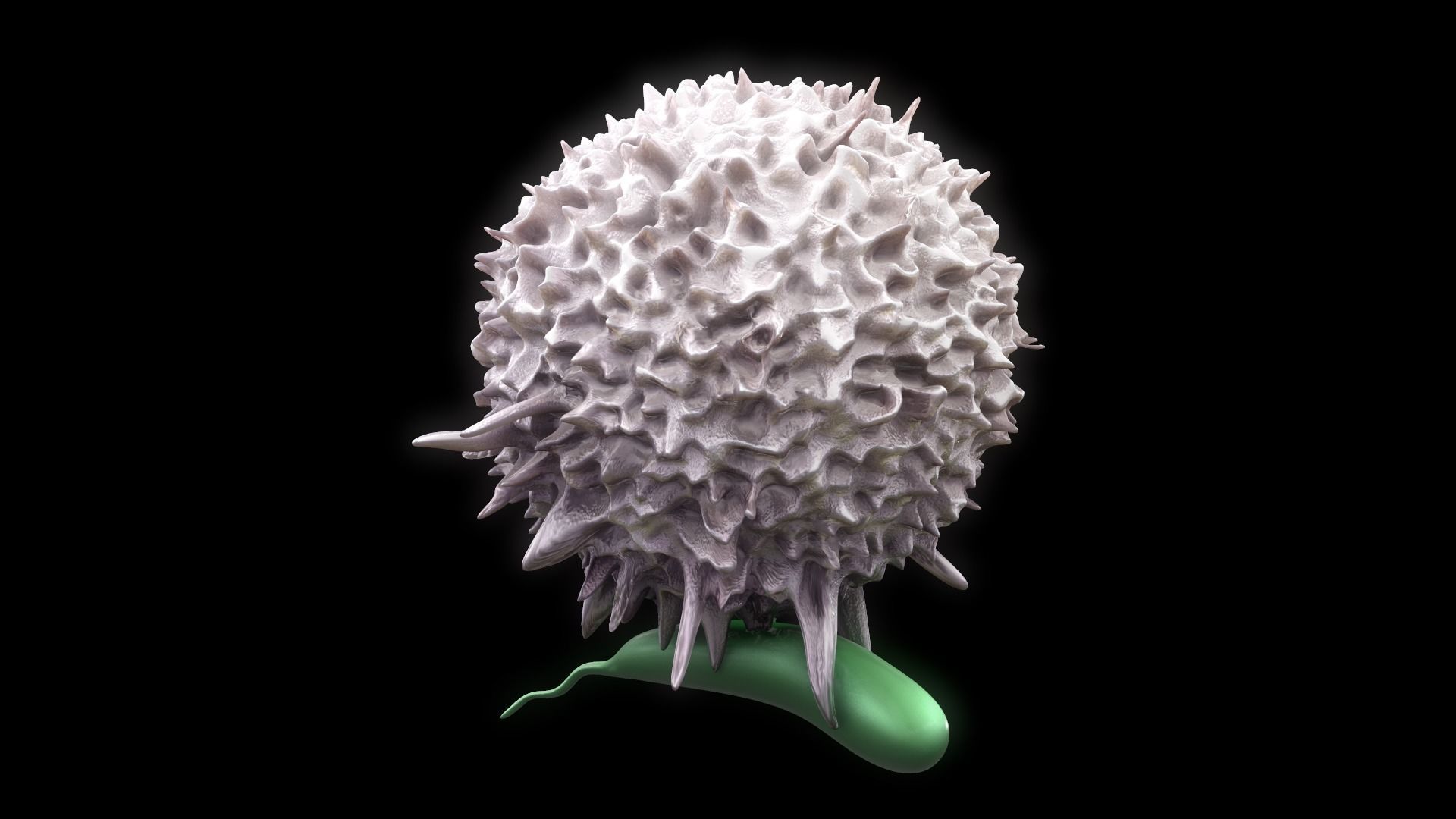 Lymphocyte flower 3D model_1