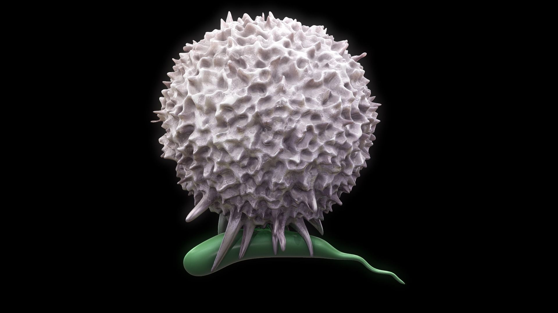 Lymphocyte flower 3D model_5